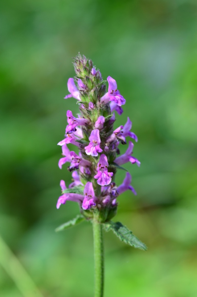 Common Hedgenettle