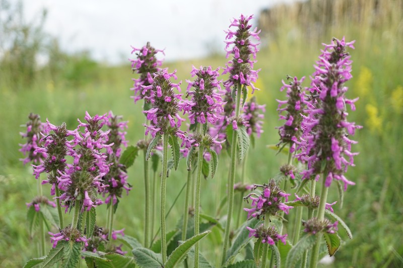 Common Hedgenettle photo 5