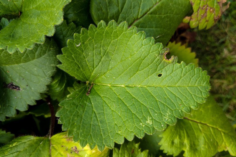 Common Hedgenettle photo 6