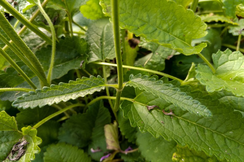 Common Hedgenettle photo 7