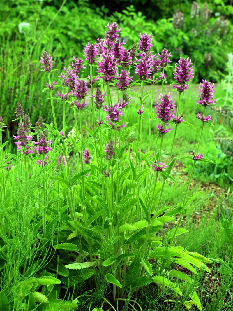 Common Hedgenettle photo 8