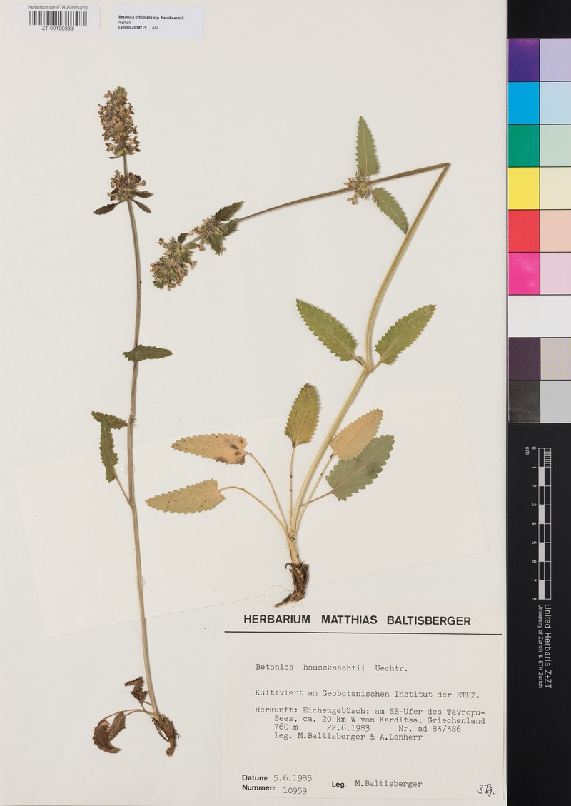 Betonica officinalis subsp. haussknechtii