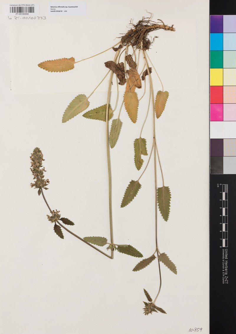 Betonica officinalis subsp. haussknechtii photo 2