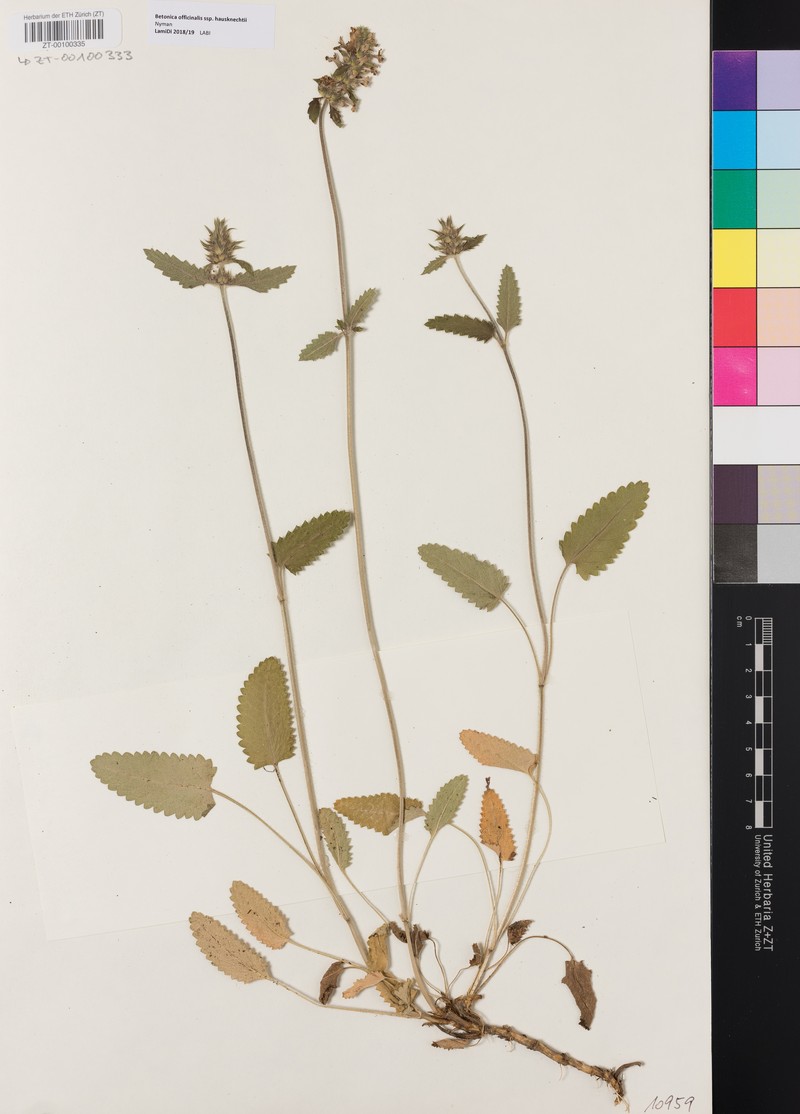 Betonica officinalis subsp. haussknechtii photo 3