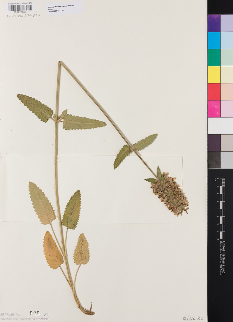 Betonica officinalis subsp. haussknechtii photo 4