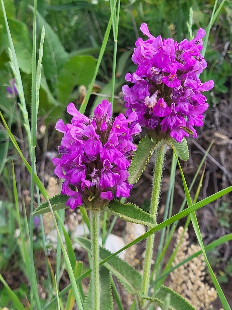 Betonica orientalis
