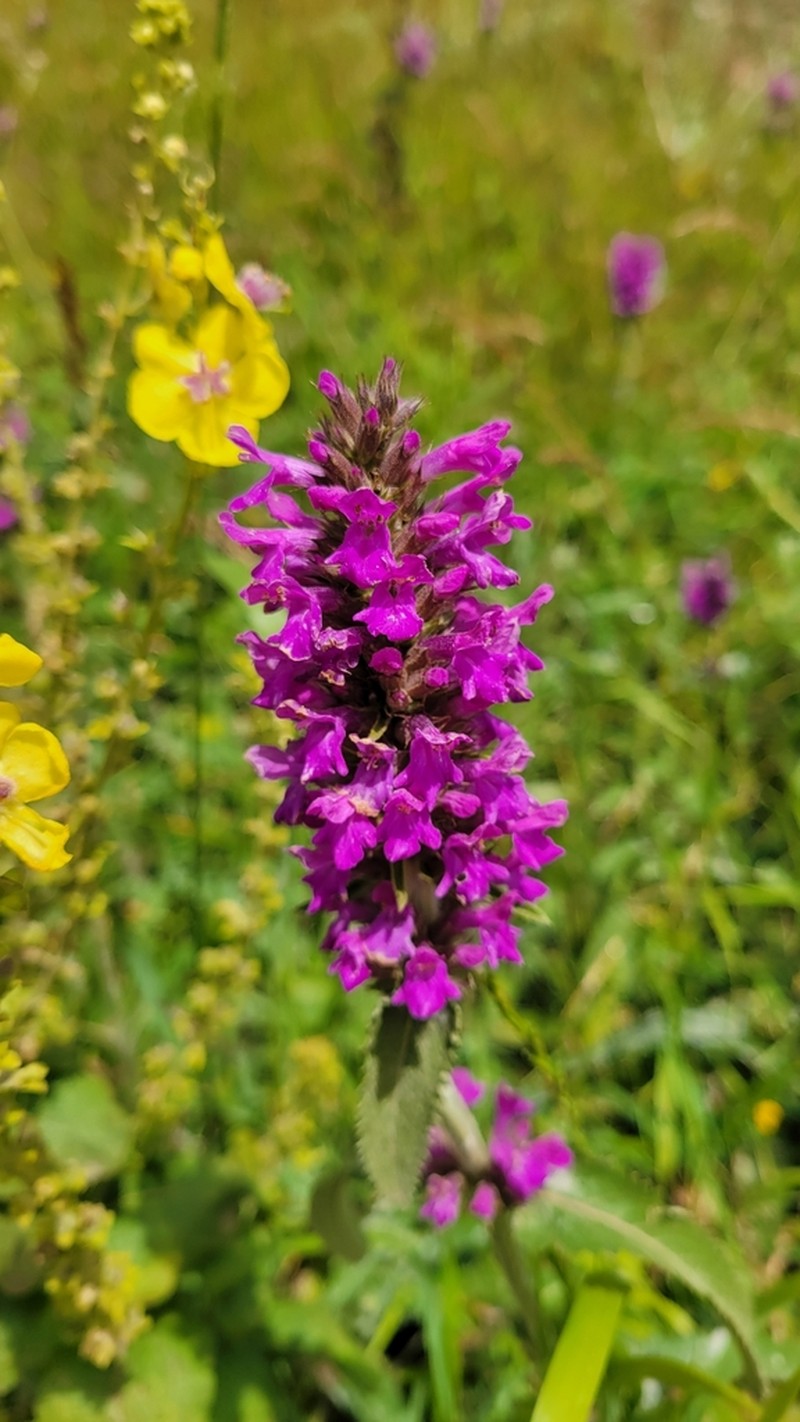 Betonica orientalis photo 2