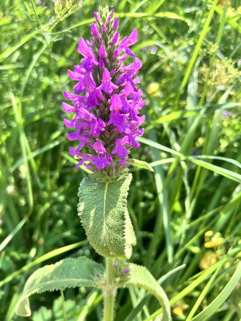 Betonica orientalis photo 3