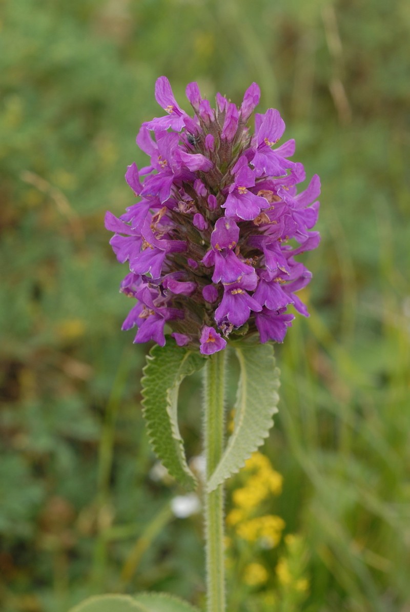 Betonica orientalis photo 4