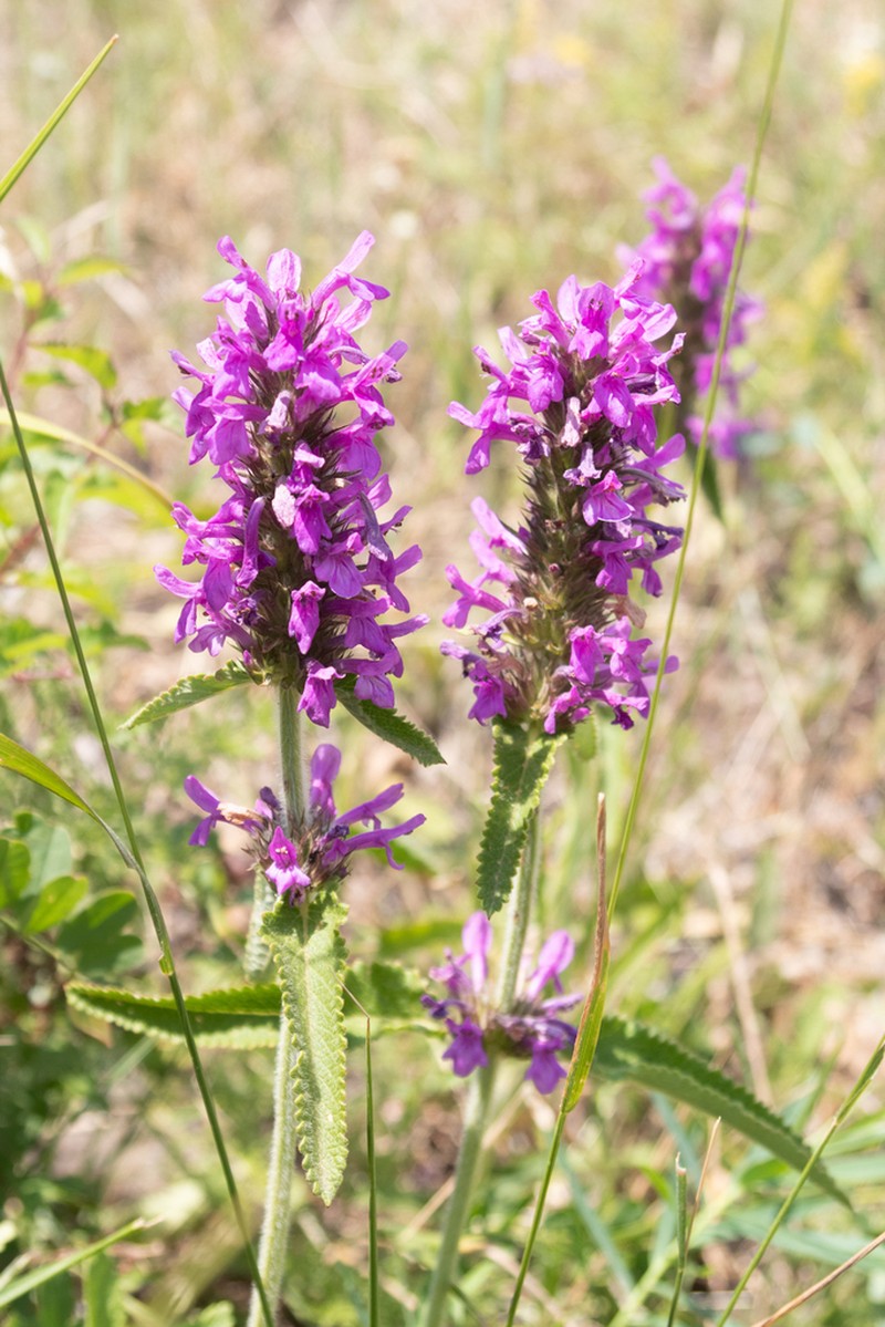 Betonica orientalis photo 5