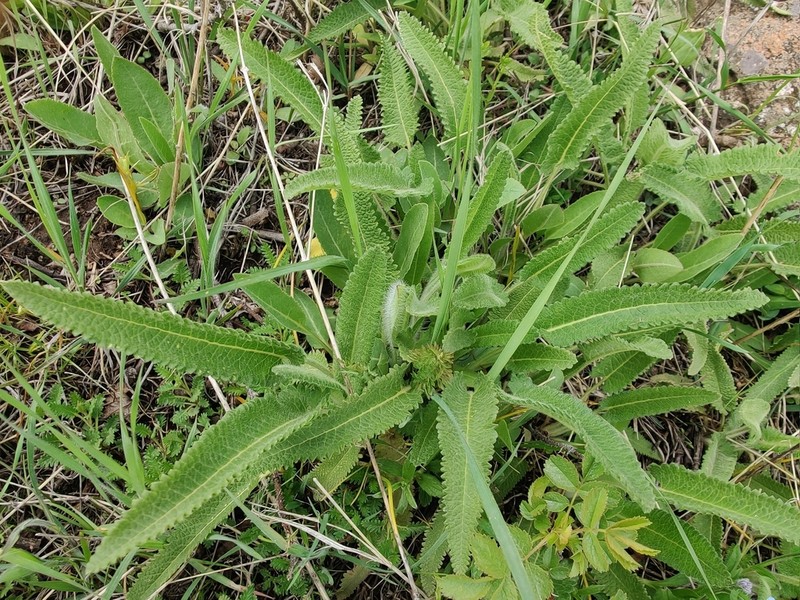 Betonica orientalis photo 6