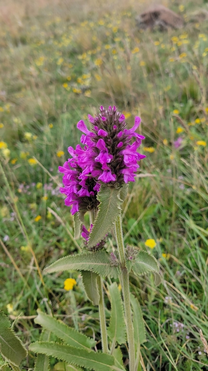Betonica orientalis photo 8