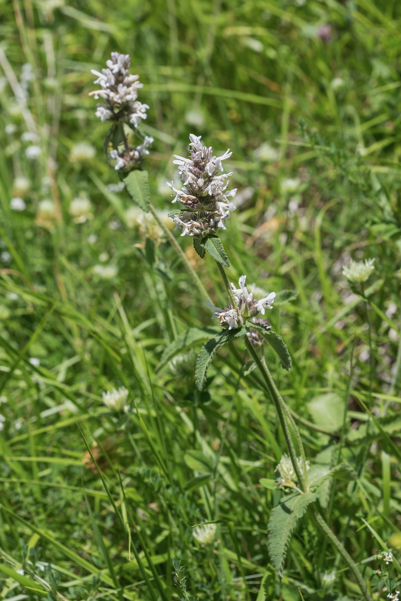 Betonica scardica