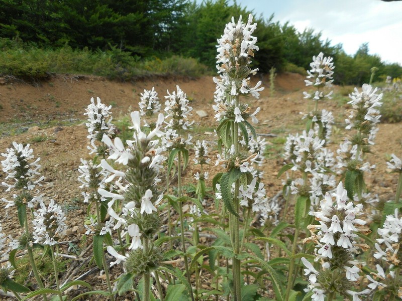 Betonica scardica photo 3