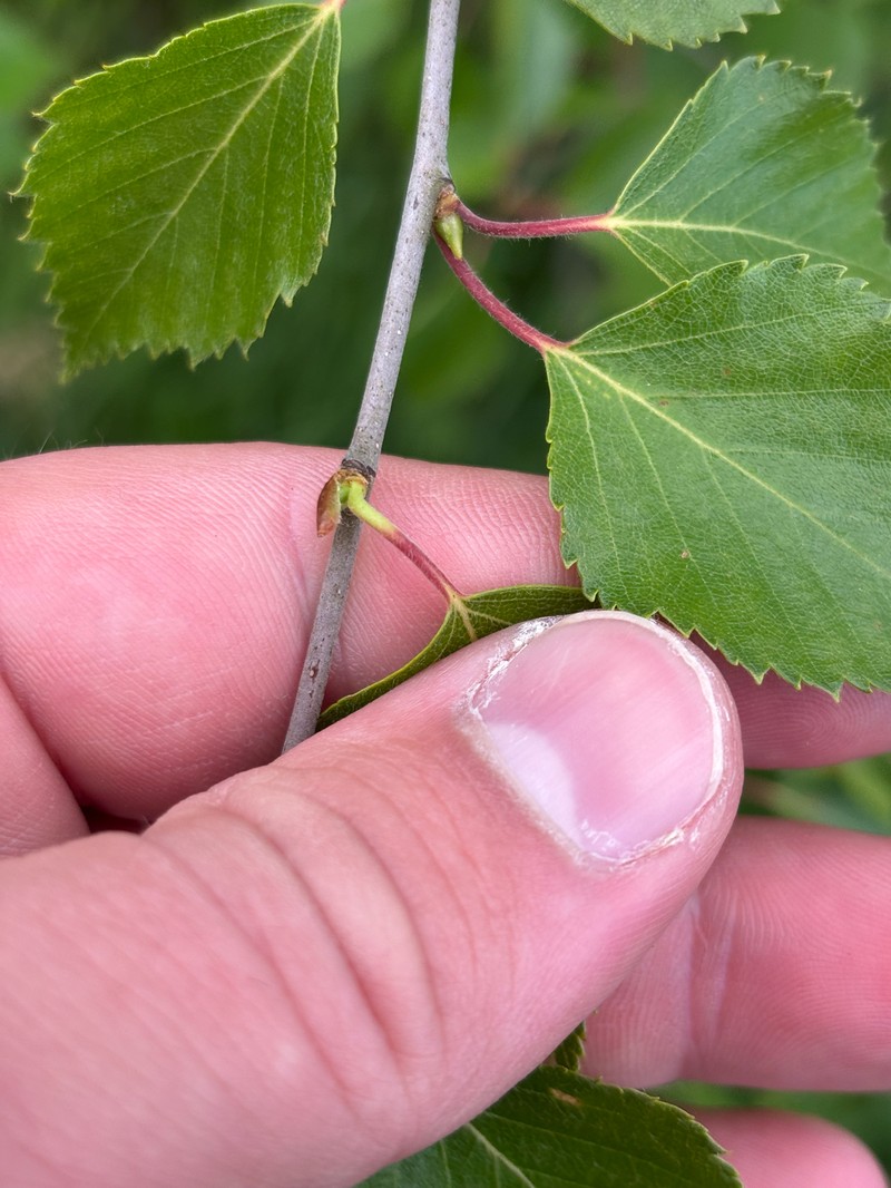 Betula × aurata