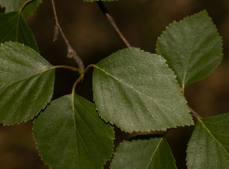Betula × aurata photo 2