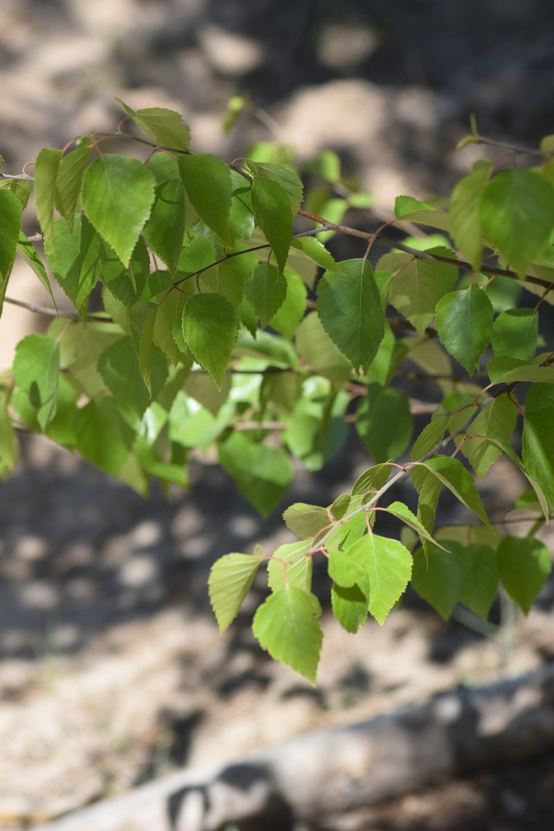 Betula × aurata photo 3