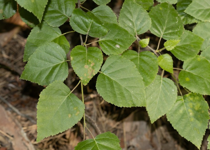 Betula × aurata photo 4