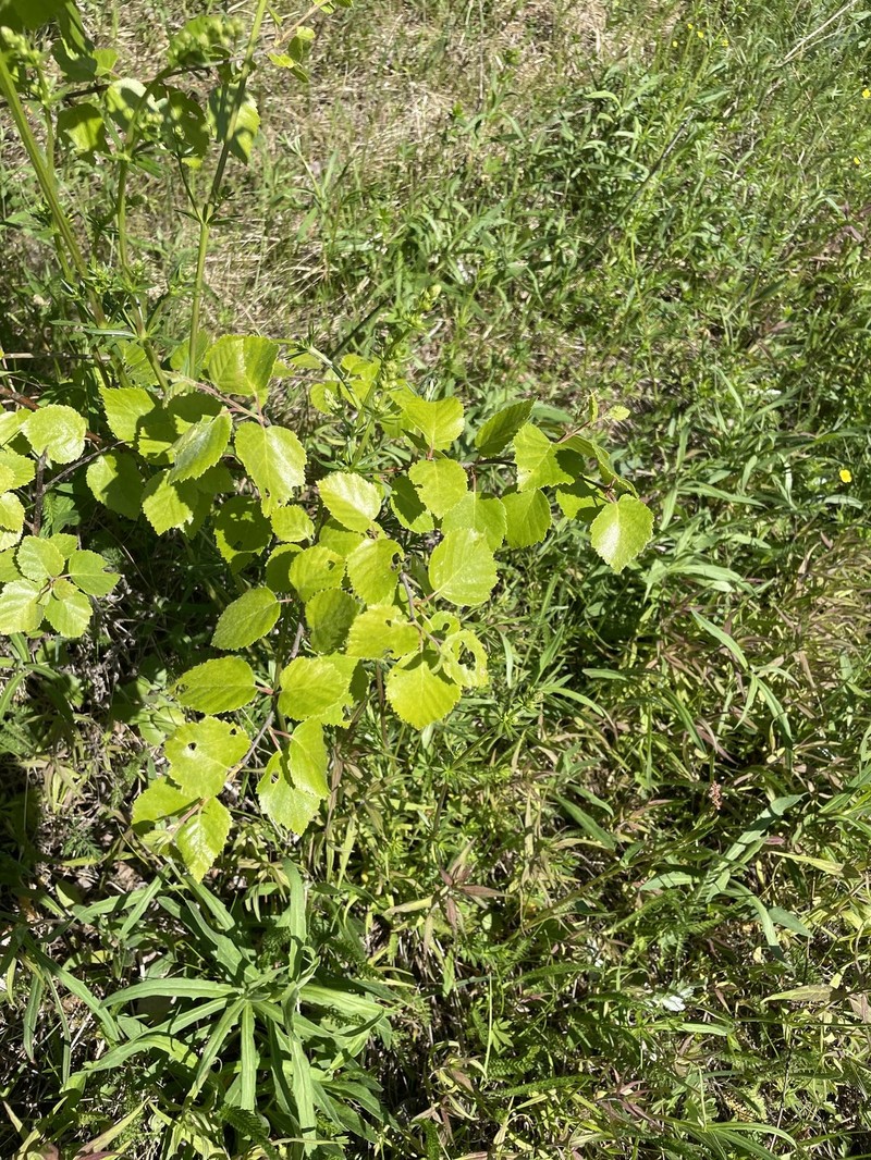 Betula × aurata photo 5