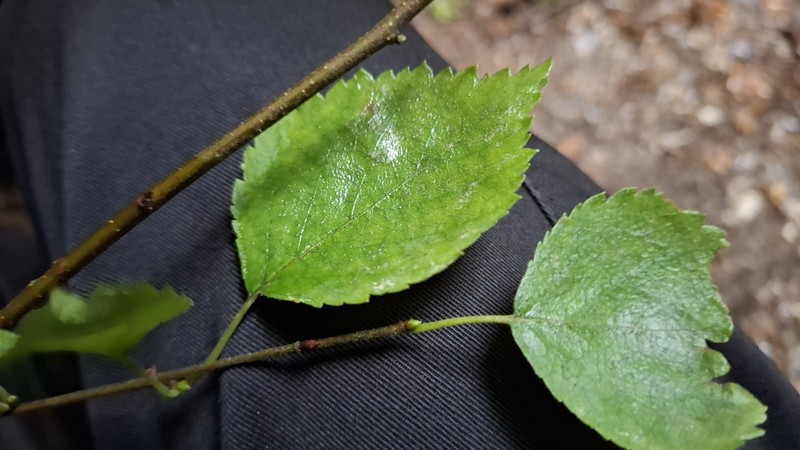 Betula × aurata photo 6