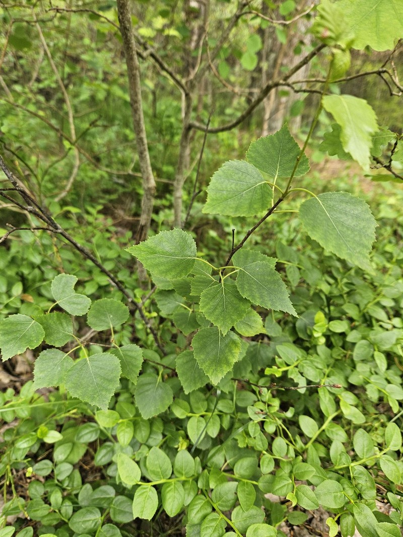 Betula × aurata photo 7