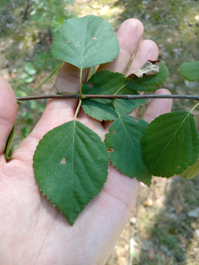 Betula × aurata photo 8