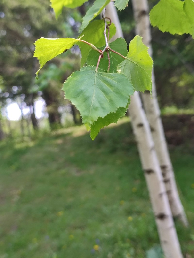 Big Blue Birch