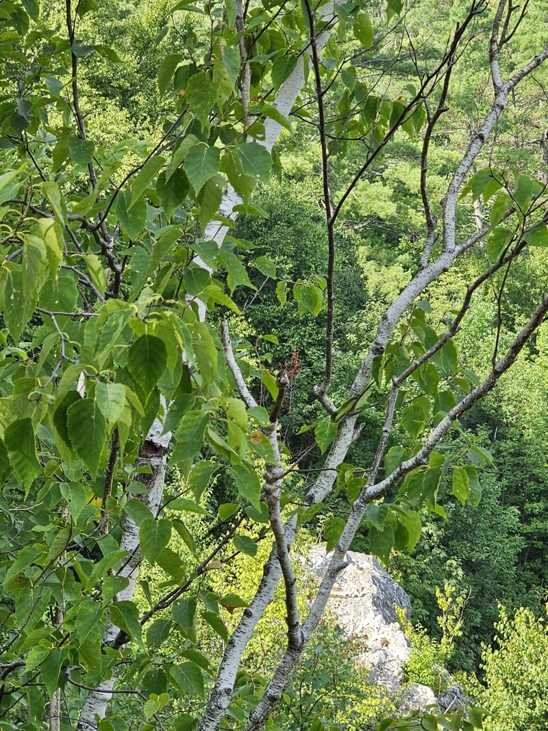 Big Blue Birch photo 2