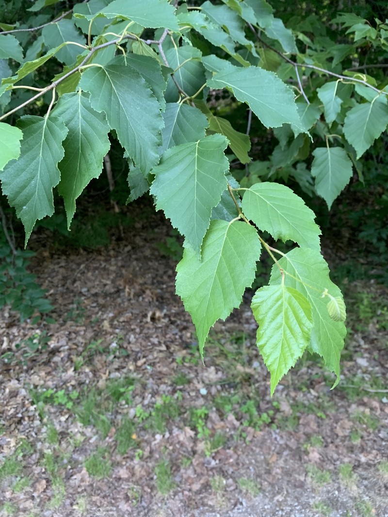 Big Blue Birch photo 3