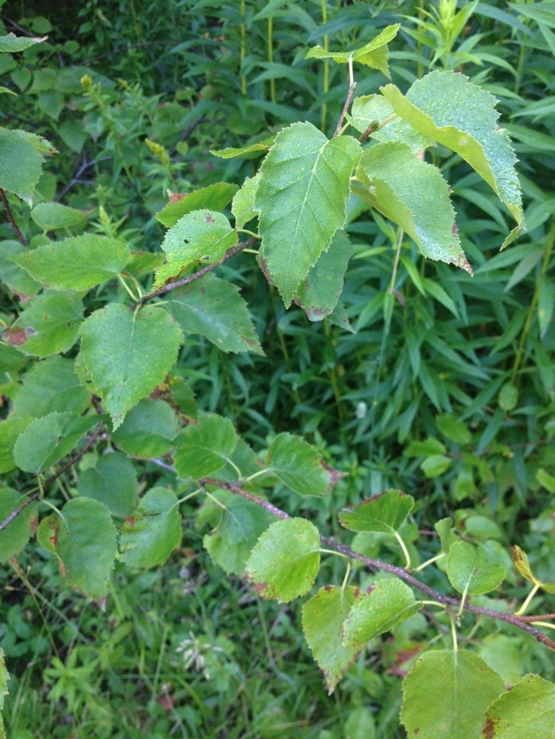 Big Blue Birch photo 4