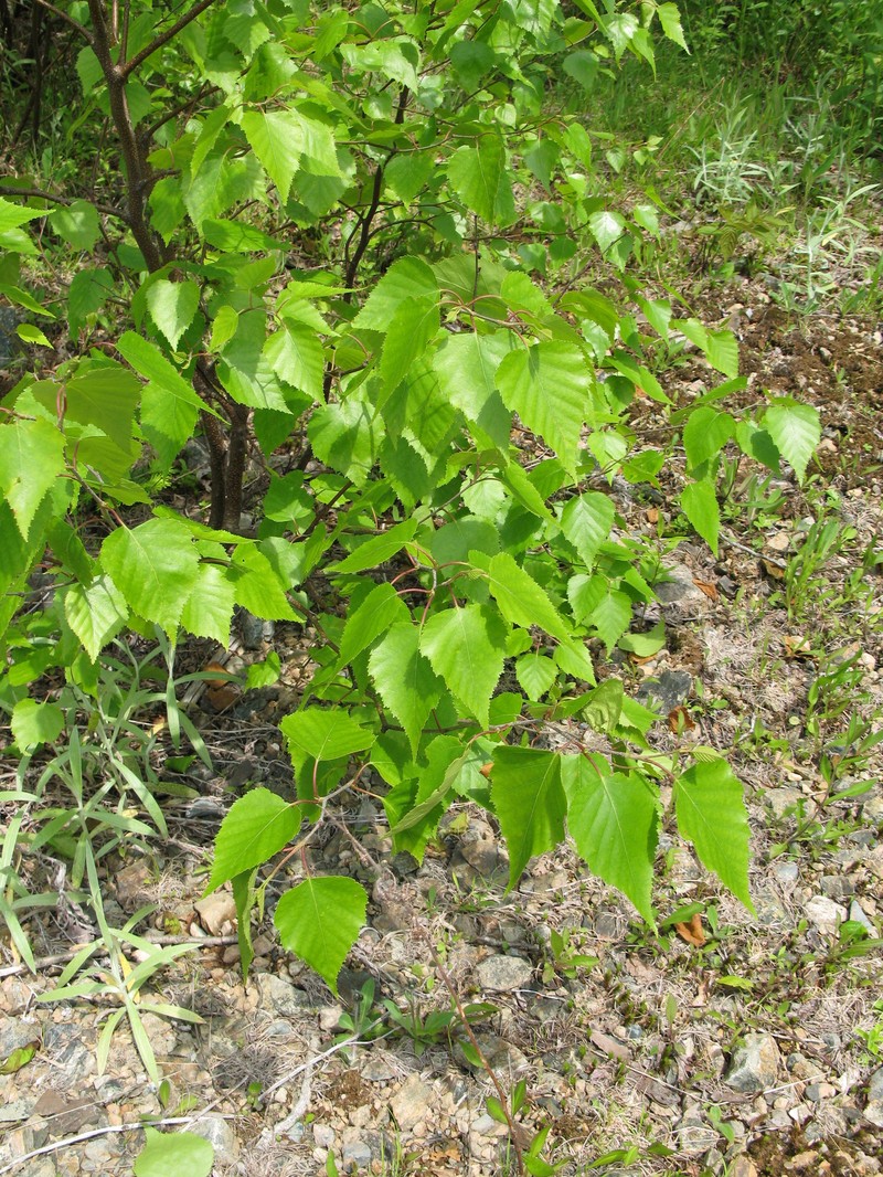 Big Blue Birch photo 5