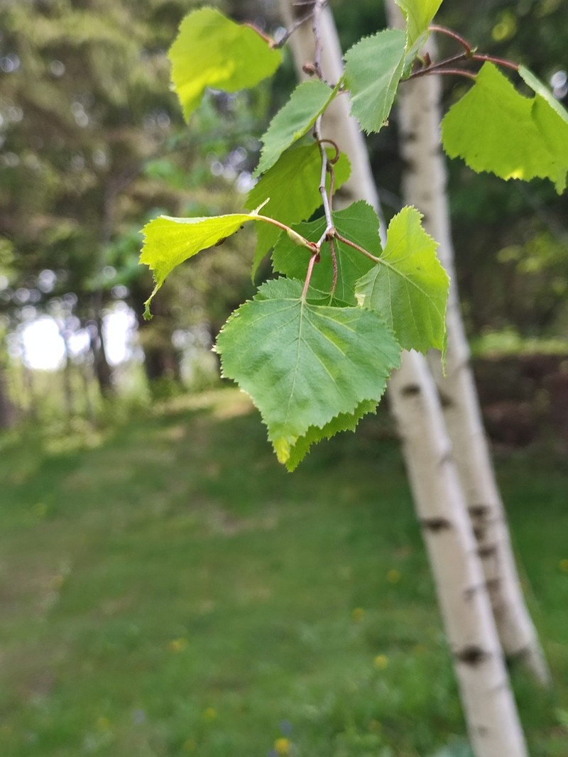 blue birch