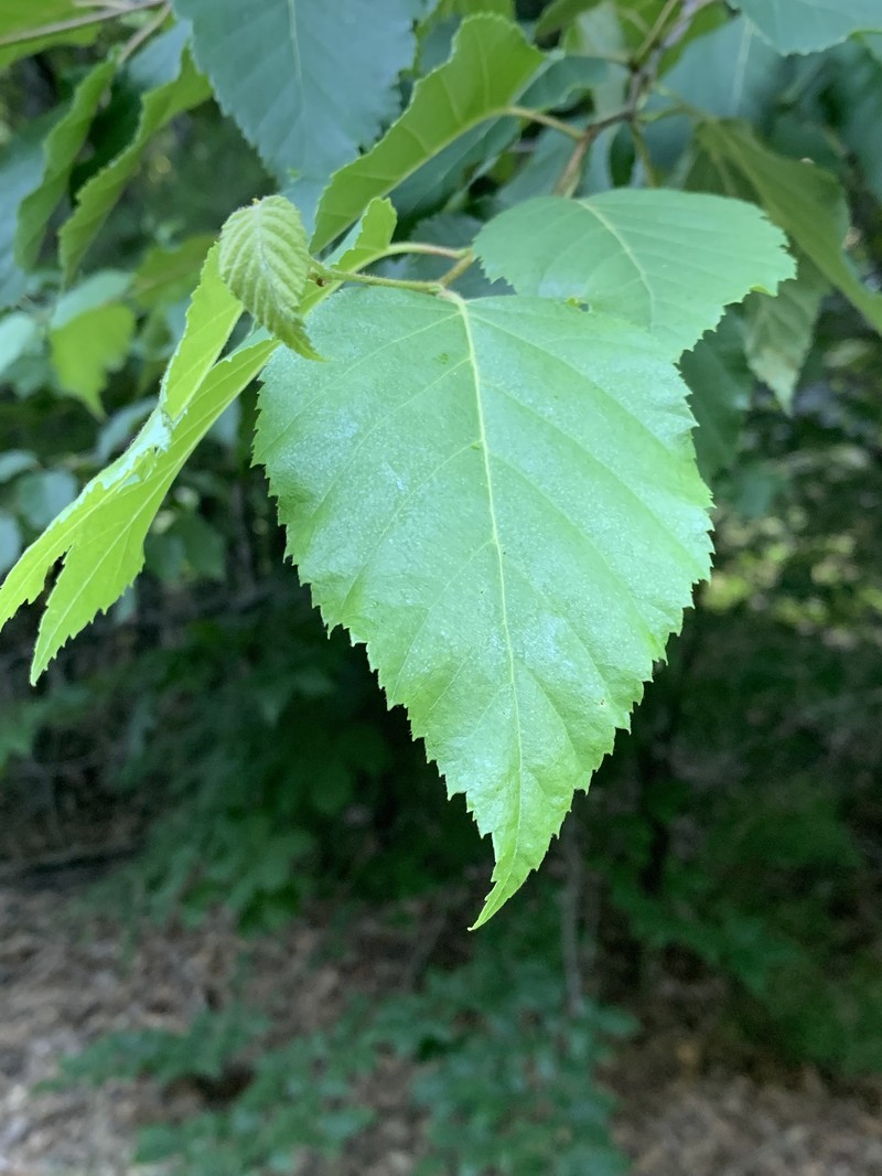 blue birch photo 3