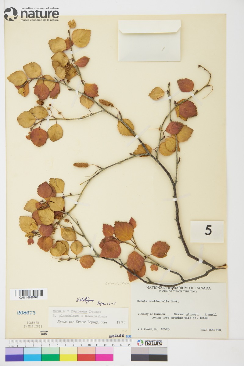 Birch
