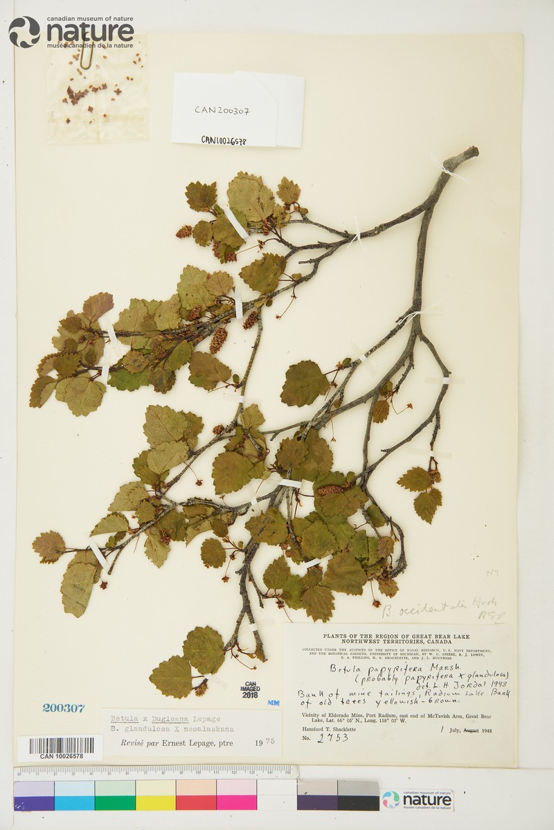 Birch photo 2