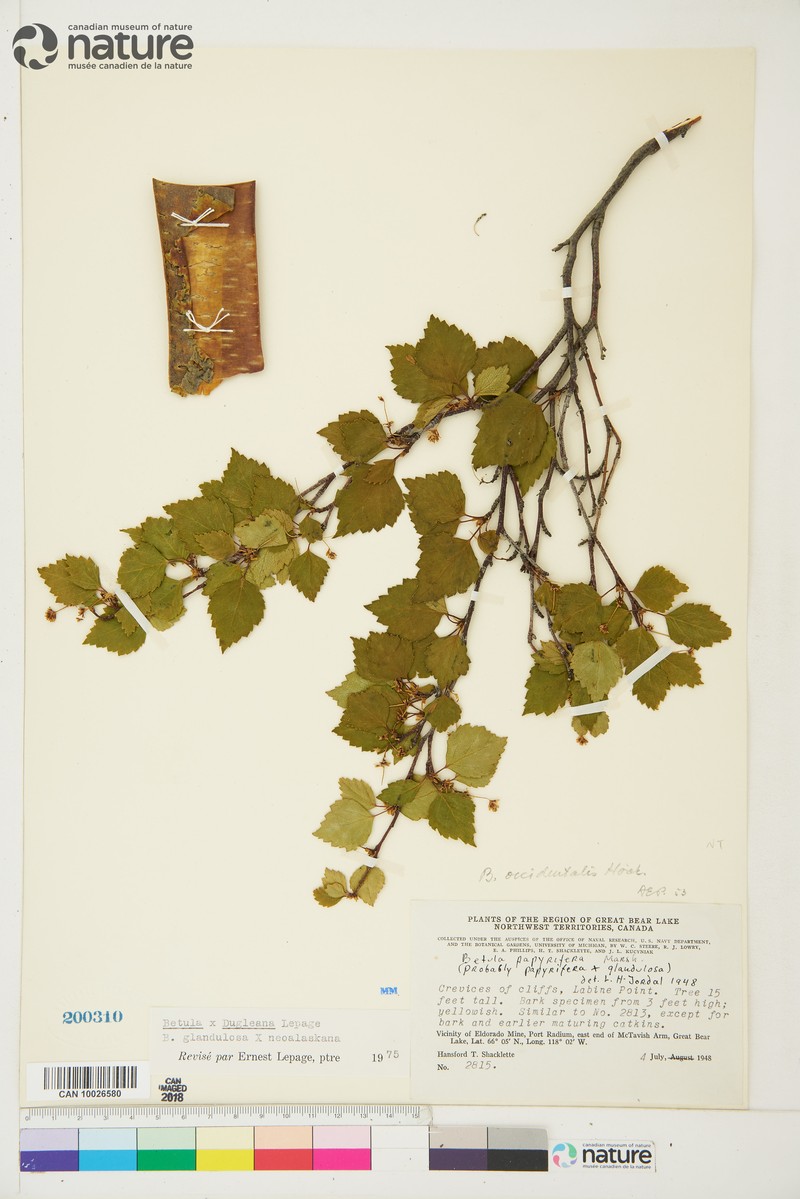 Birch photo 3