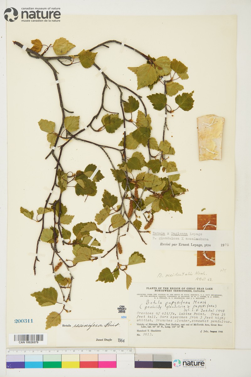 Birch photo 4