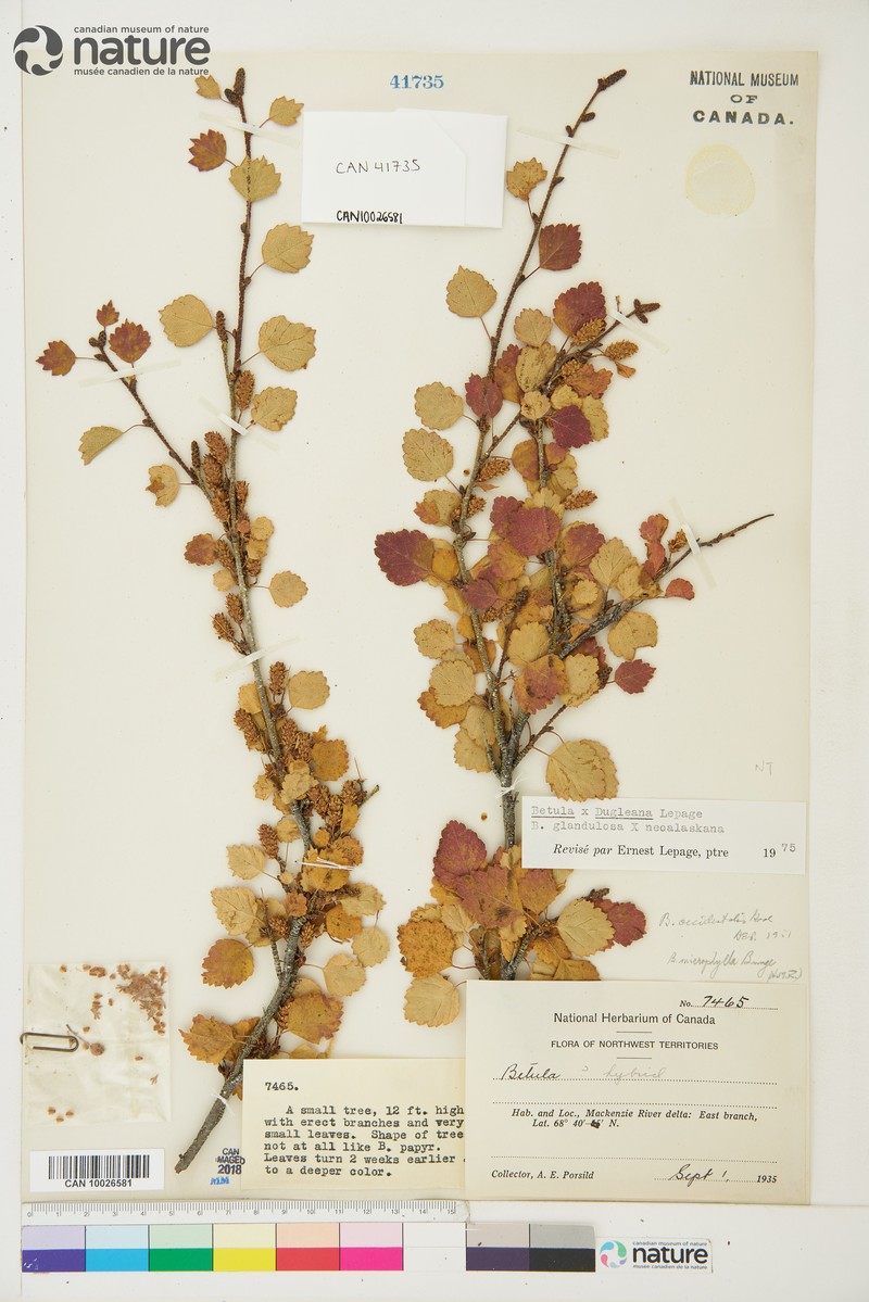 Birch photo 5