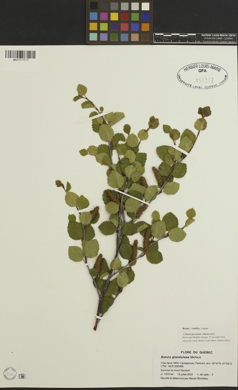 Dutilly's Birch