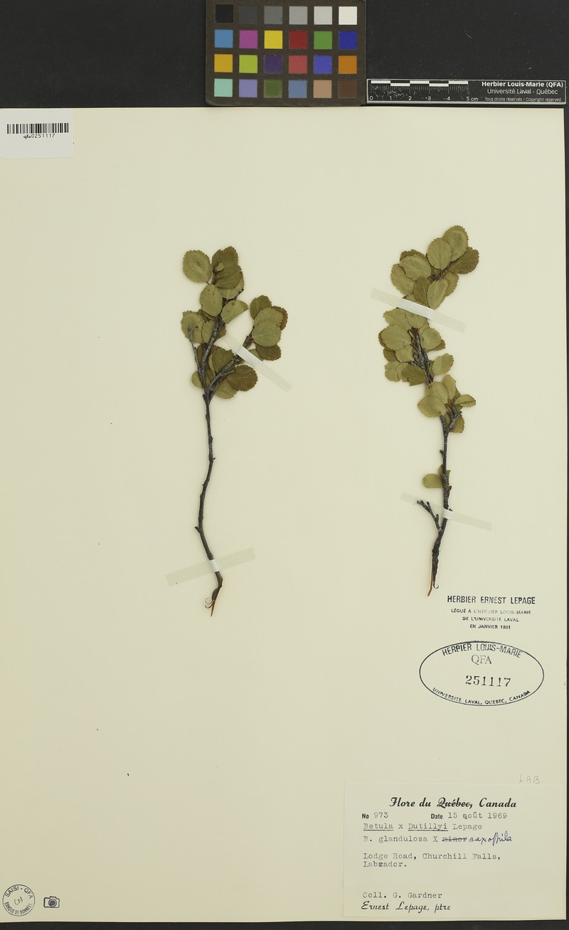 Dutilly's Birch photo 2
