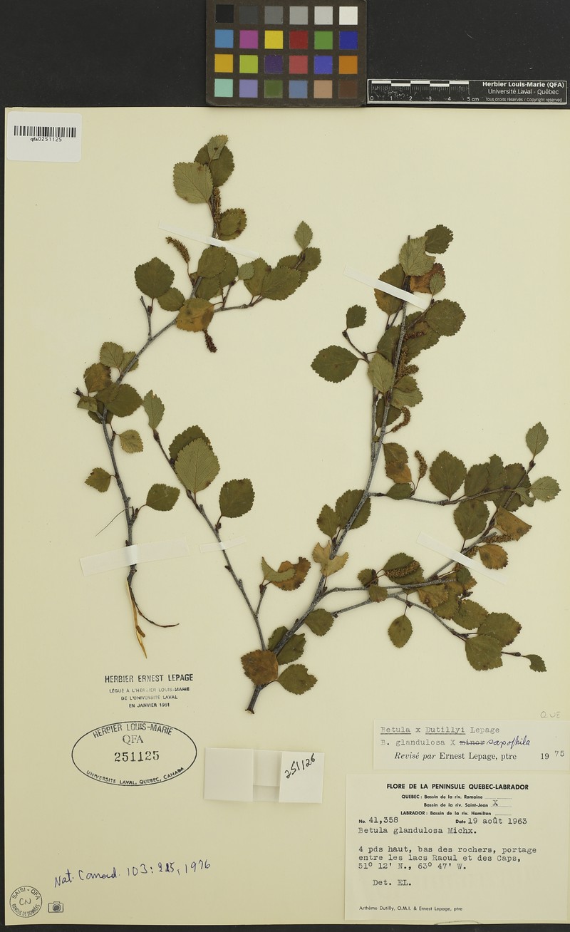 Dutilly's Birch photo 3