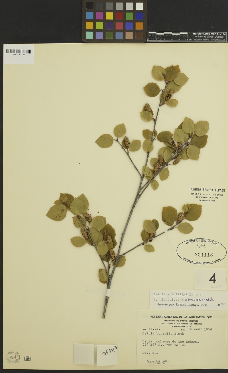 Dutilly's Birch photo 4