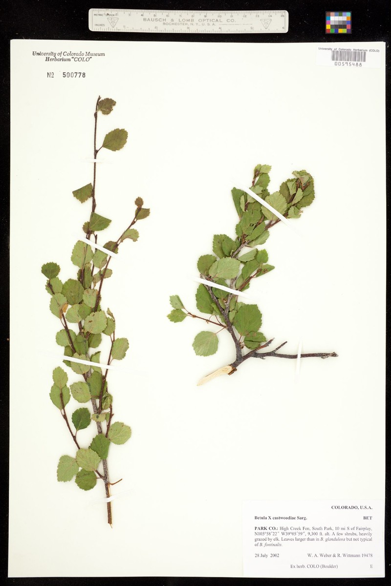Betula × eastwoodiae photo 2