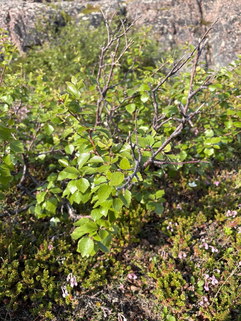Betula × intermedia