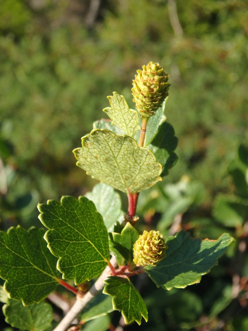 Betula × intermedia nothovar. intermedia photo 2