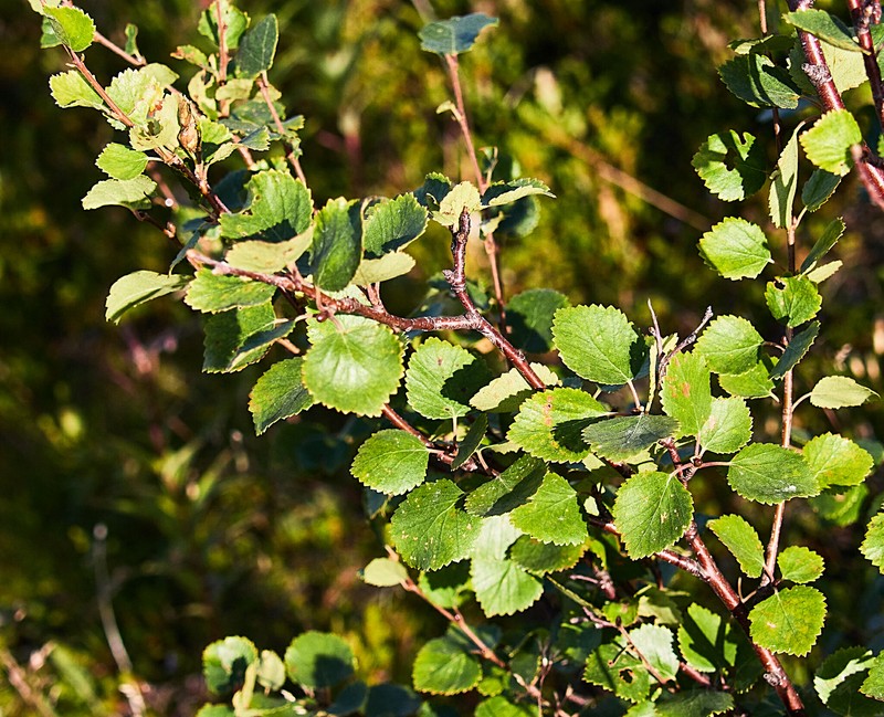 Betula × intermedia nothovar. intermedia photo 3