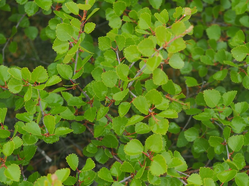 Betula × intermedia nothovar. intermedia photo 4