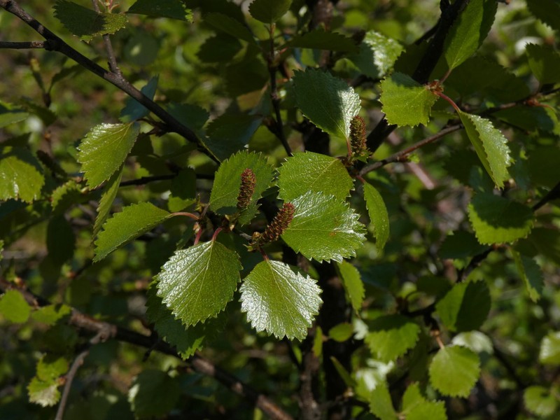 Betula × intermedia nothovar. intermedia photo 5
