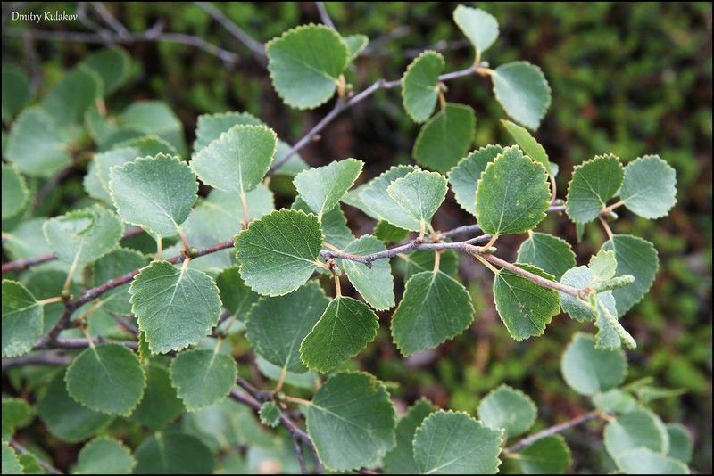 Betula × intermedia nothovar. intermedia photo 6