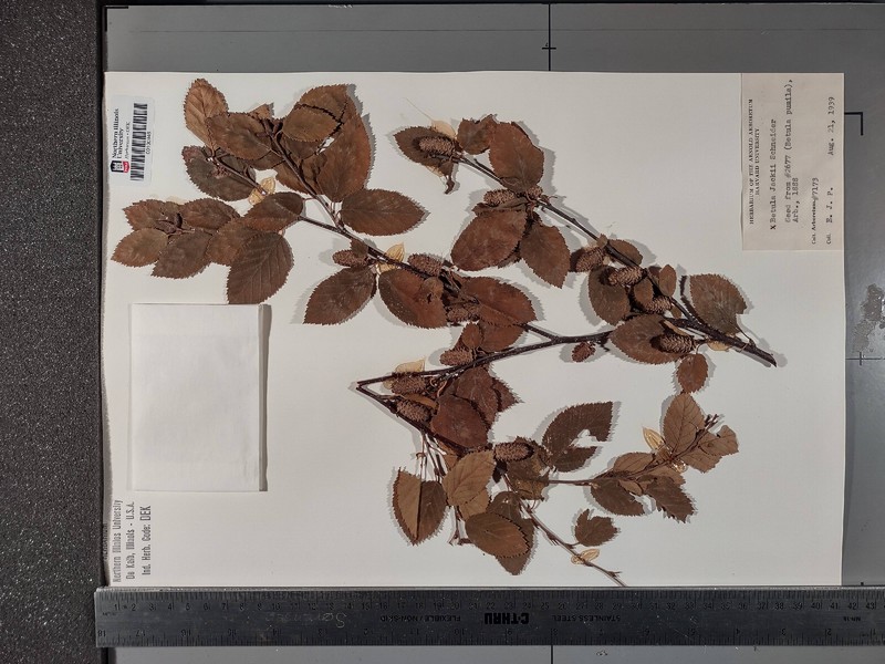 Birch